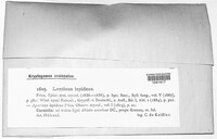 Neolentinus lepideus image